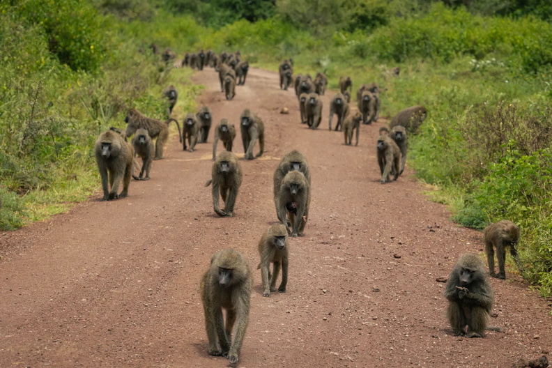 Baboons on road, Manyara National Park, Tanzania